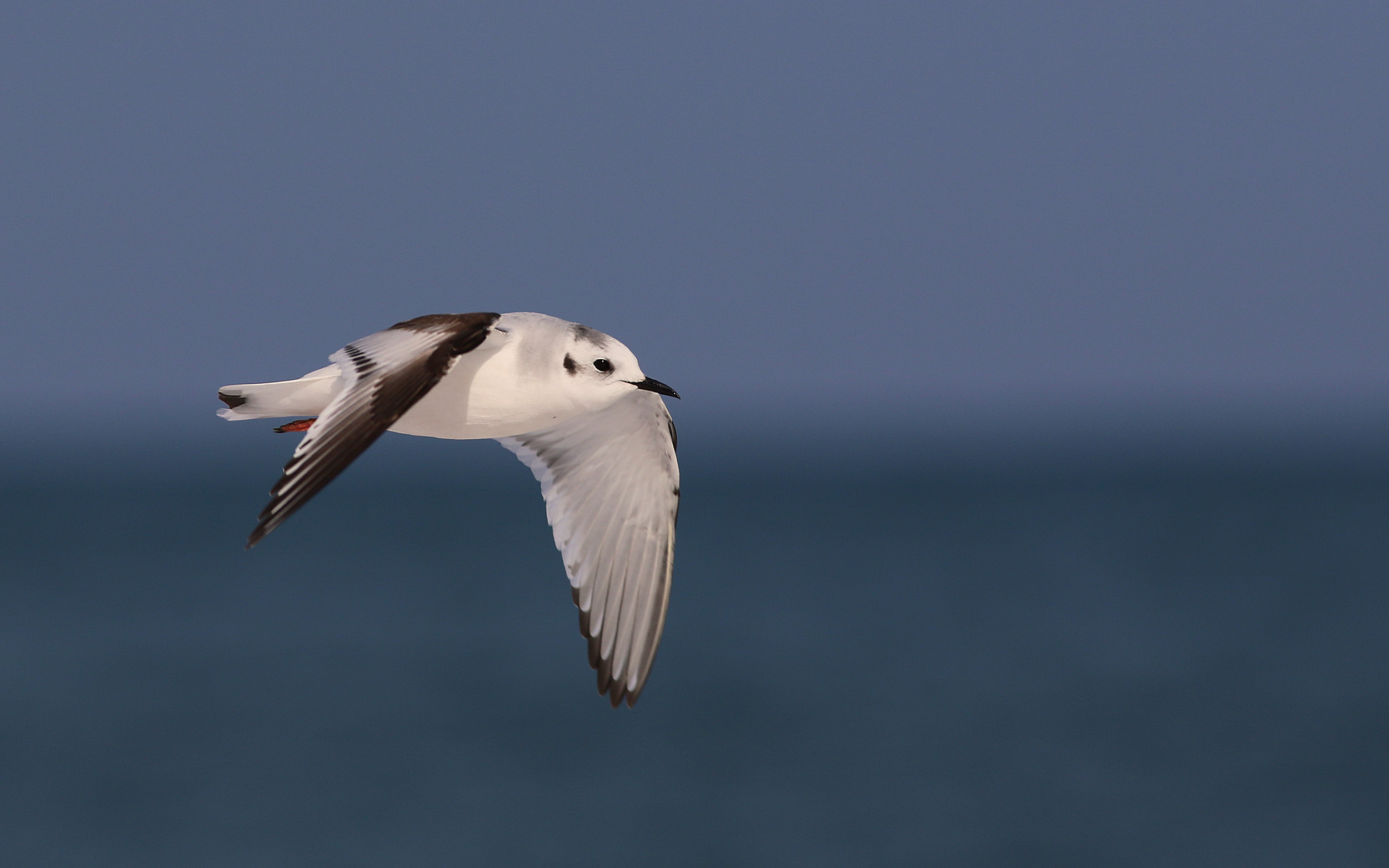 Little Gull